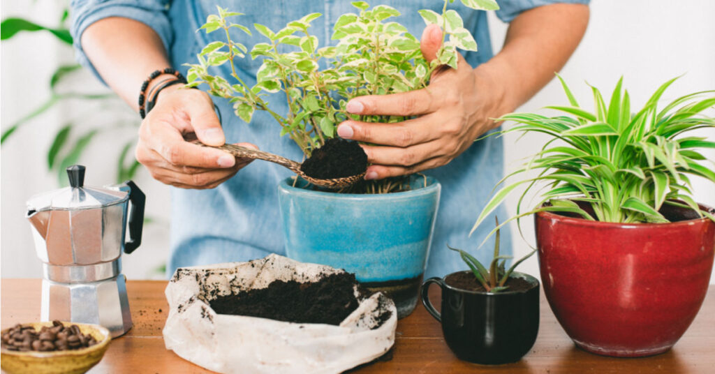 نگهداری از گیاهان آپارتمانی با 5 نکته اساسی