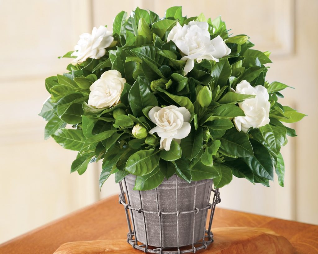 گاردنیا Gardenia