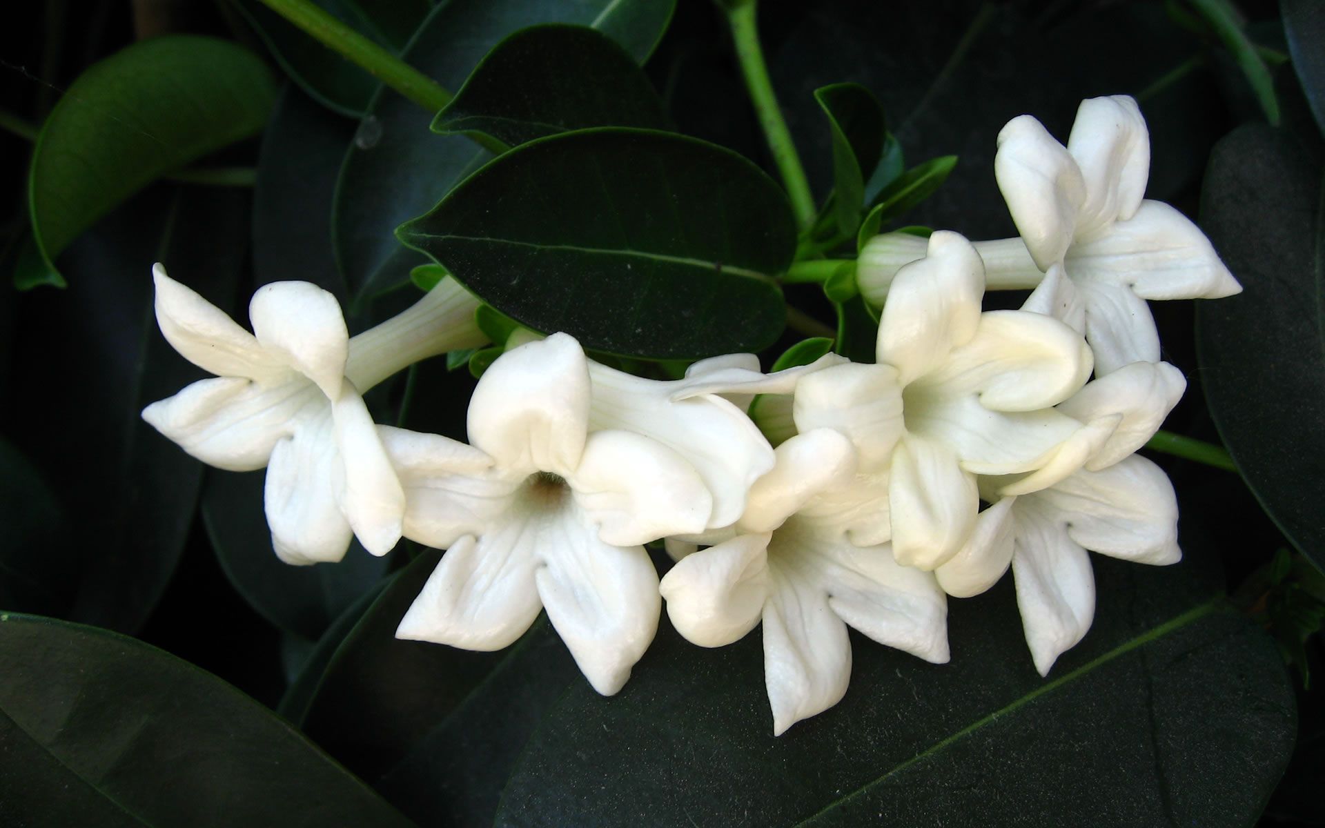 گل یاس Jasmine