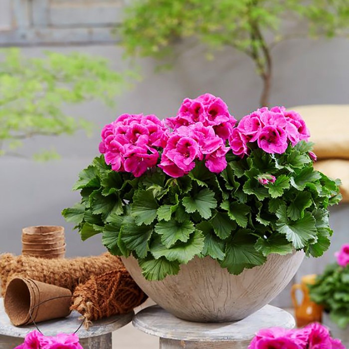 شمعدانی عطری Scented Geranium