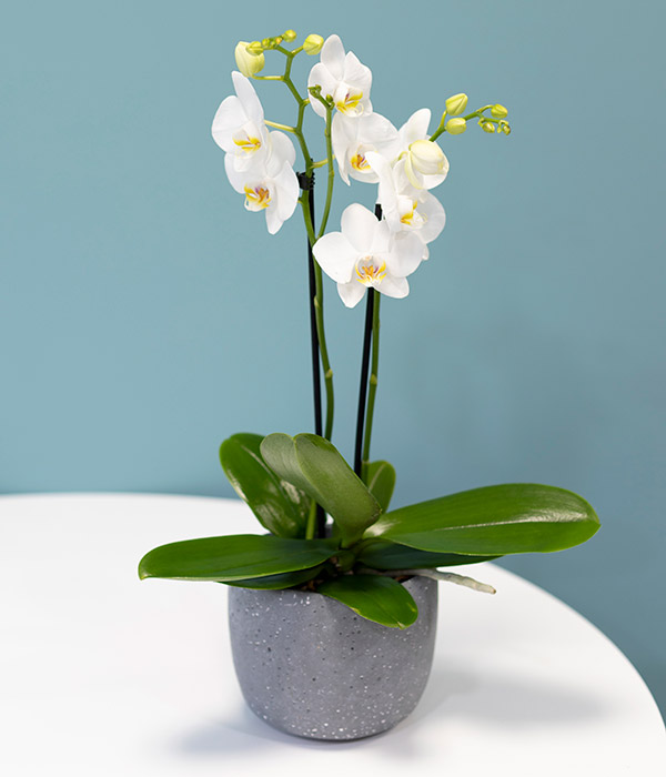 ارکیدهOrchids 