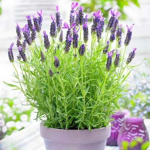 اسطوخودوس Lavender