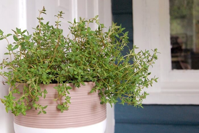 آویشن Thyme