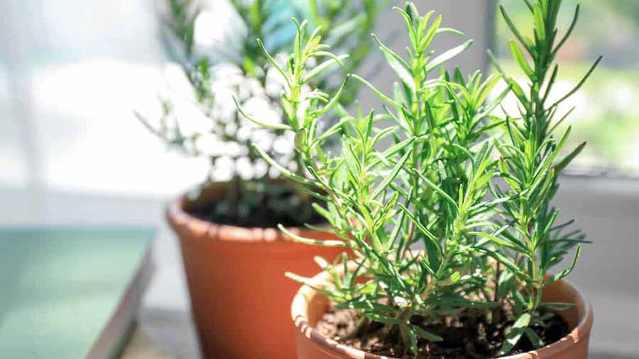 رزماری Rosemary