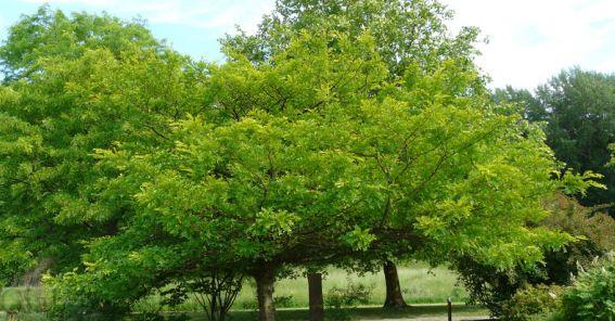 6. لیلکی Locust Tree