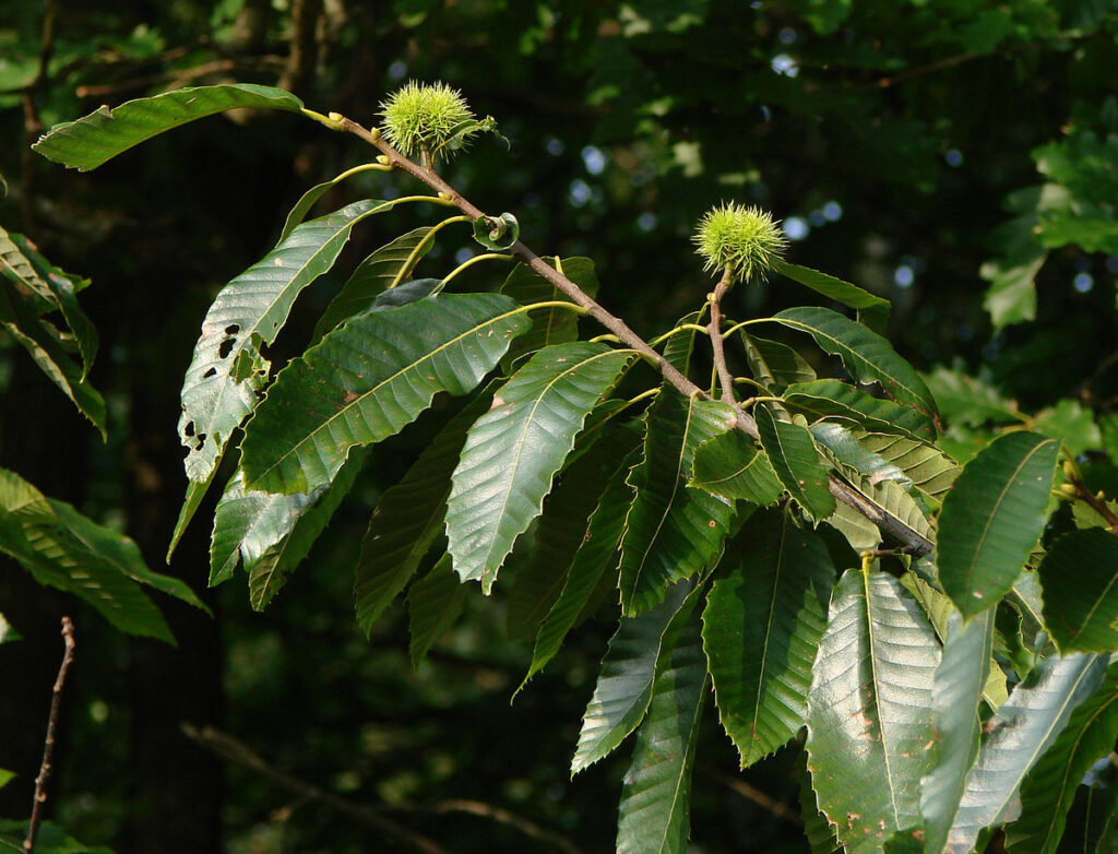  شاه‌ بلوط هندی Chestnut Tree