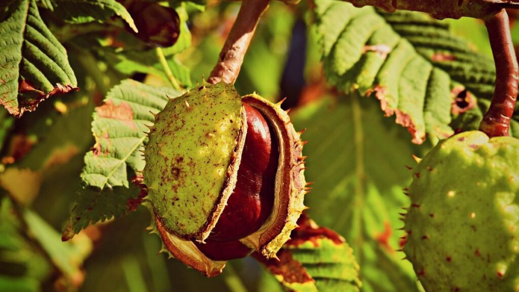  شاه‌ بلوط هندی Chestnut Tree