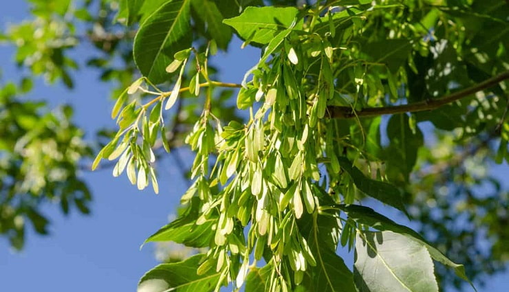  زبان گنجشک Ash Tree