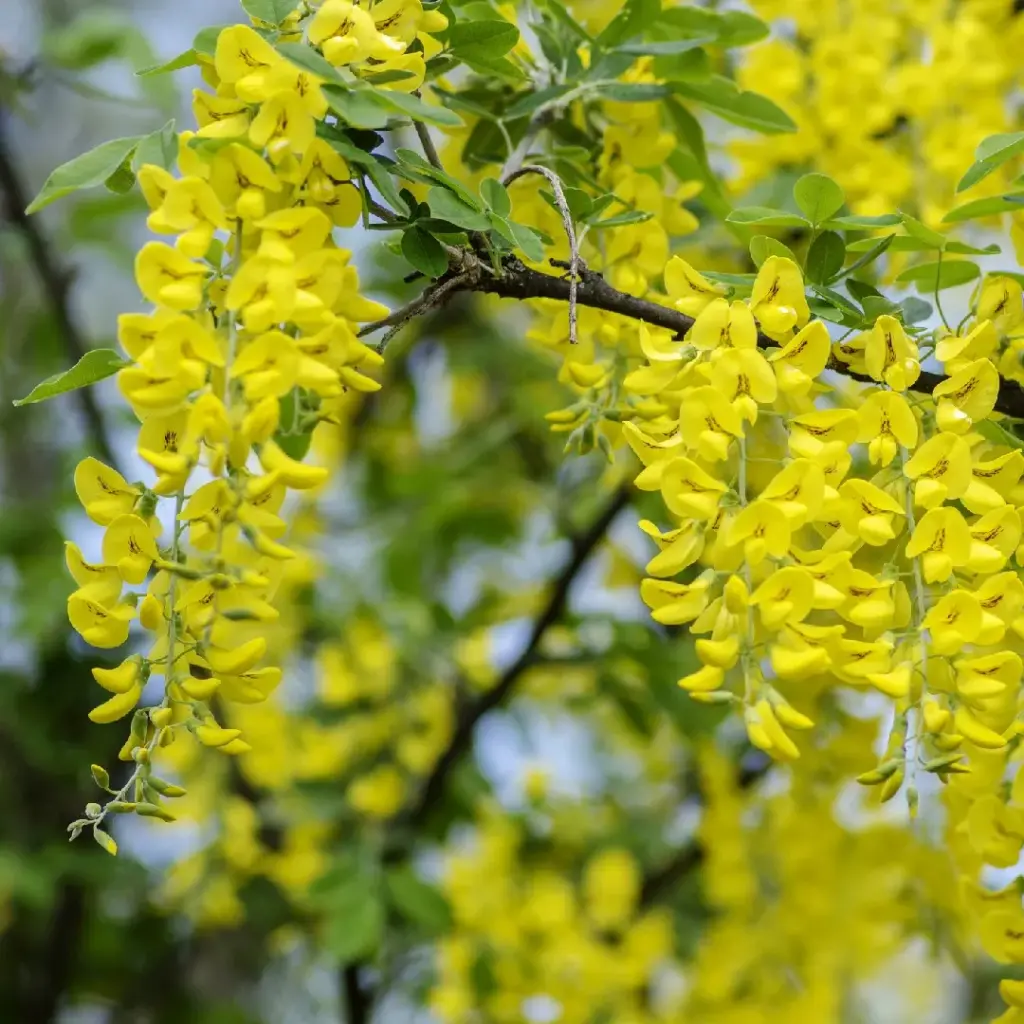 باران طلایی Golden Rain Tree