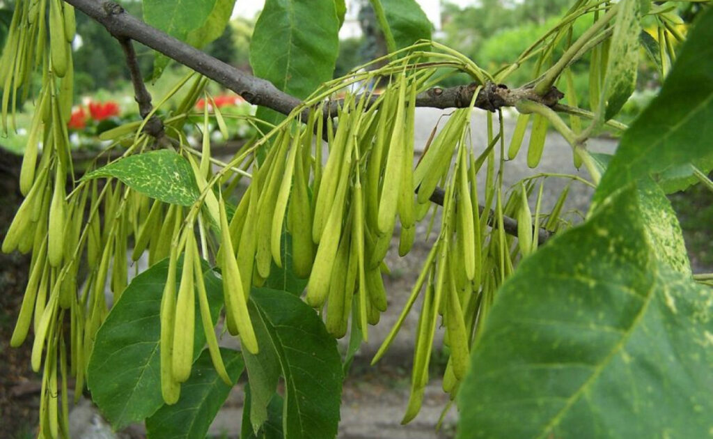  زبان گنجشک Ash Tree