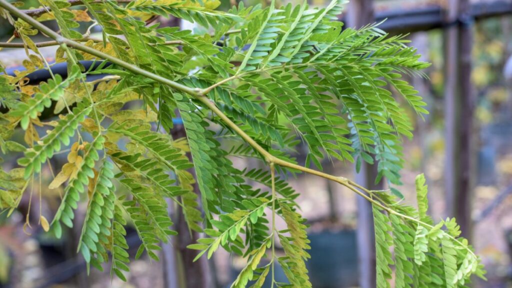 لیلکی Locust Tree