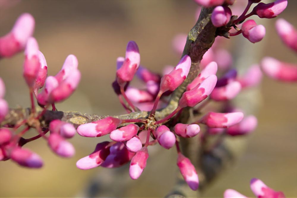 درختان زینتی؛ ارغوان Redbud