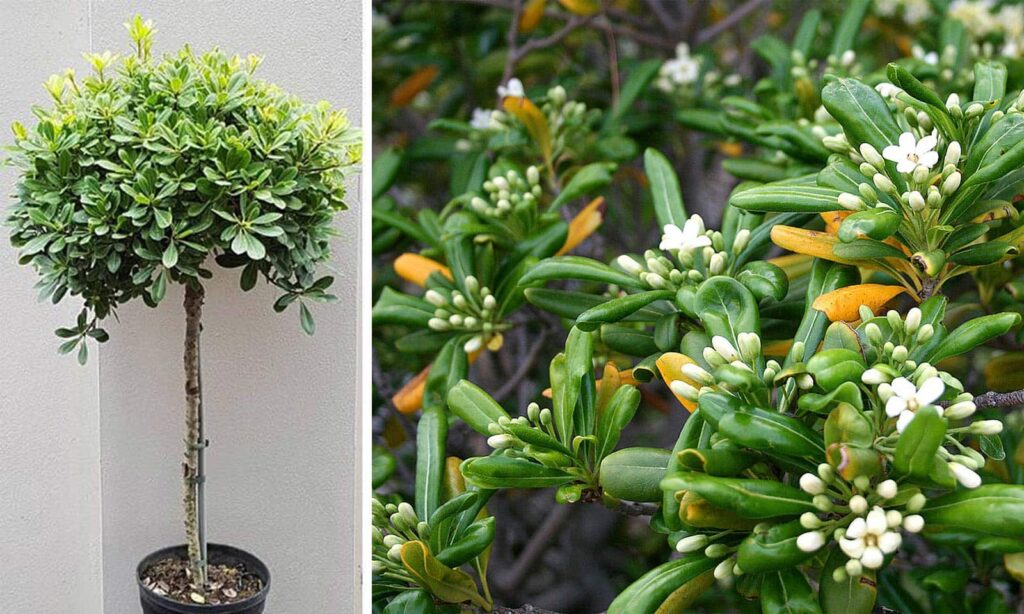 میخک هندی Pittosporum