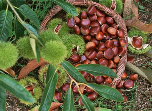 میوه شاه‌ بلوط هندی Chestnut Tree