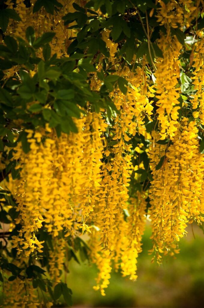 درختان زینتی؛ باران طلایی Golden Rain Tree