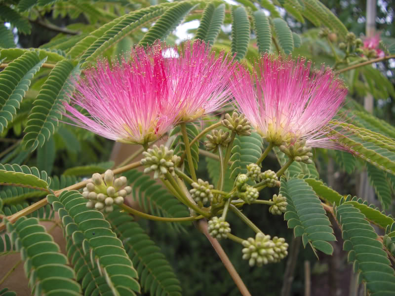 شب خسب Persian Silk Tree