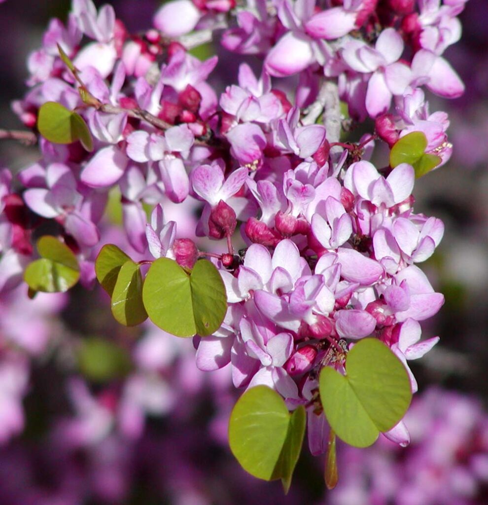 درختان زینتی؛ ارغوان Redbud