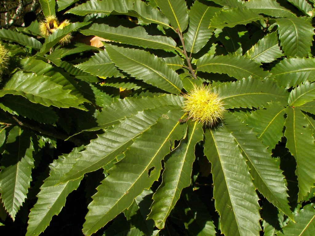 شاه‌ بلوط هندی Chestnut Tree