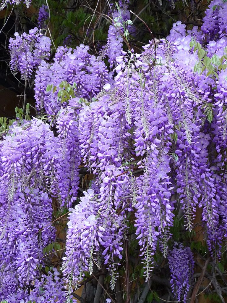 پیچ گلیسین Wisteria