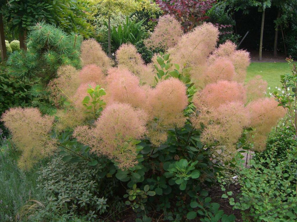 درخت پر Smoke Tree