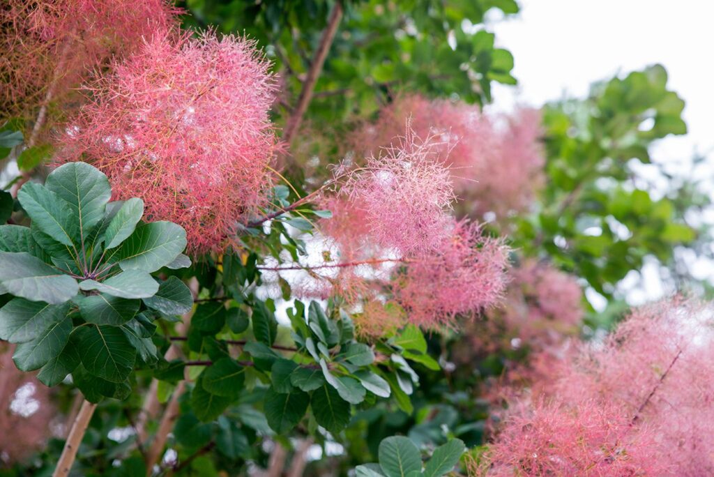 درخت پر Smoke Tree