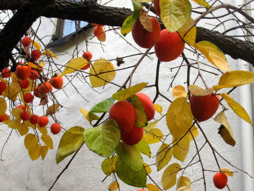 خرمالو Persimmon