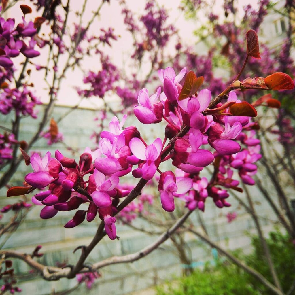 درختان زینتی؛ ارغوان Redbud