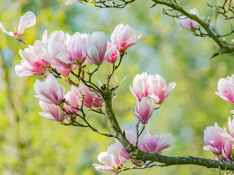 درختان زینتی؛ ماگنولیا Magnolia