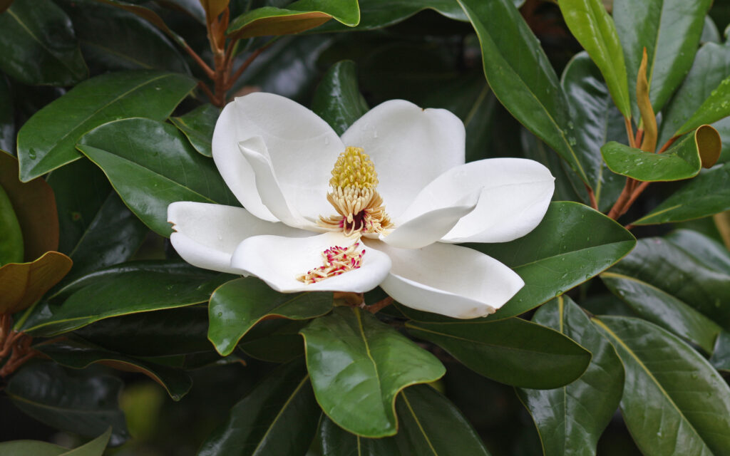 درختان زینتی؛ ماگنولیا Magnolia