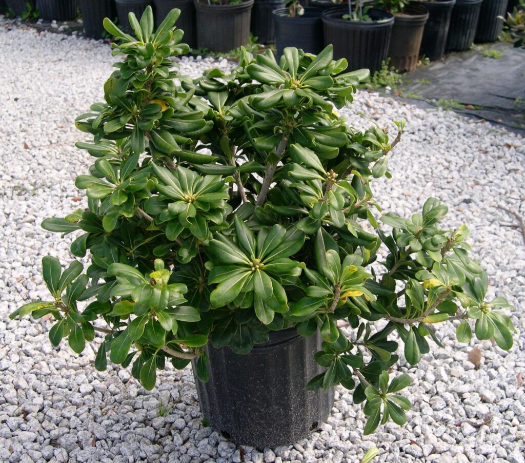 Pittosporum