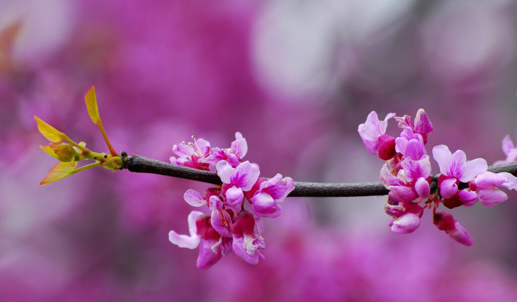 ارغوان Redbud