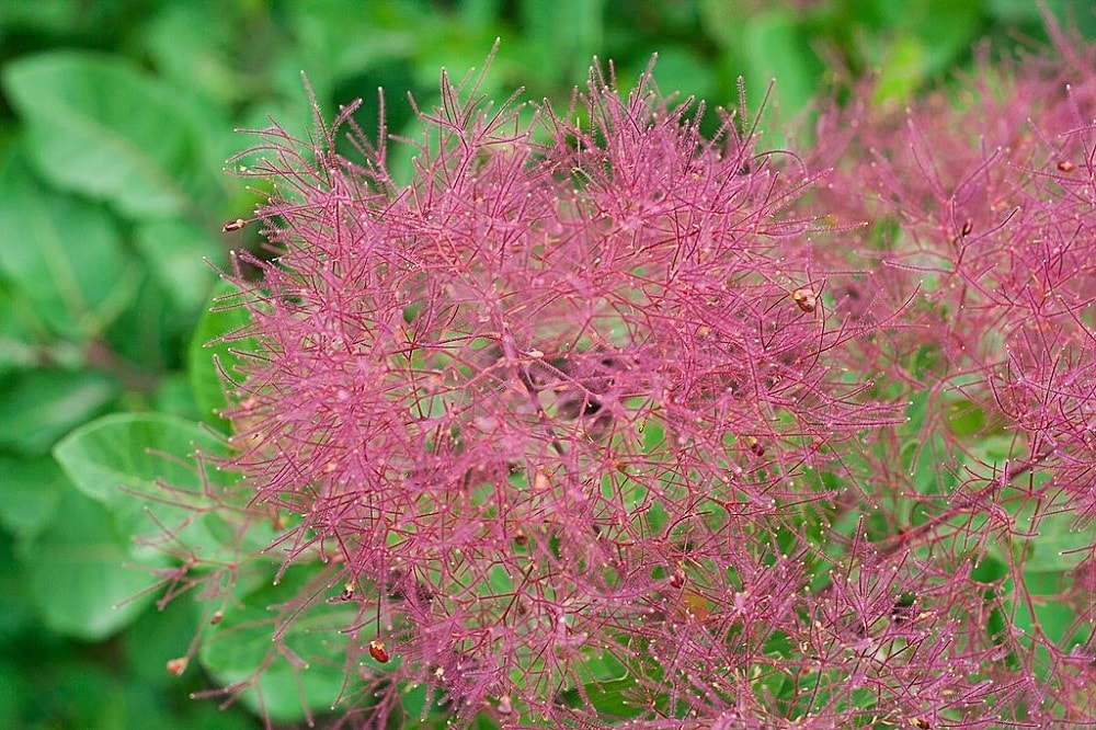 درختان زینتی؛ درخت پر Smoke Tree 