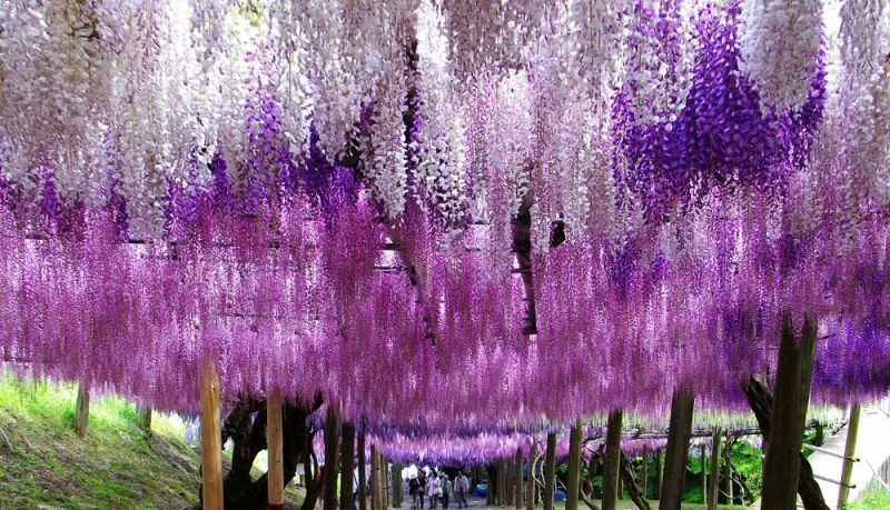 Wisteria