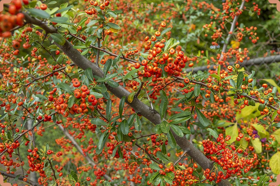 پیروکانتا Fire Thorn