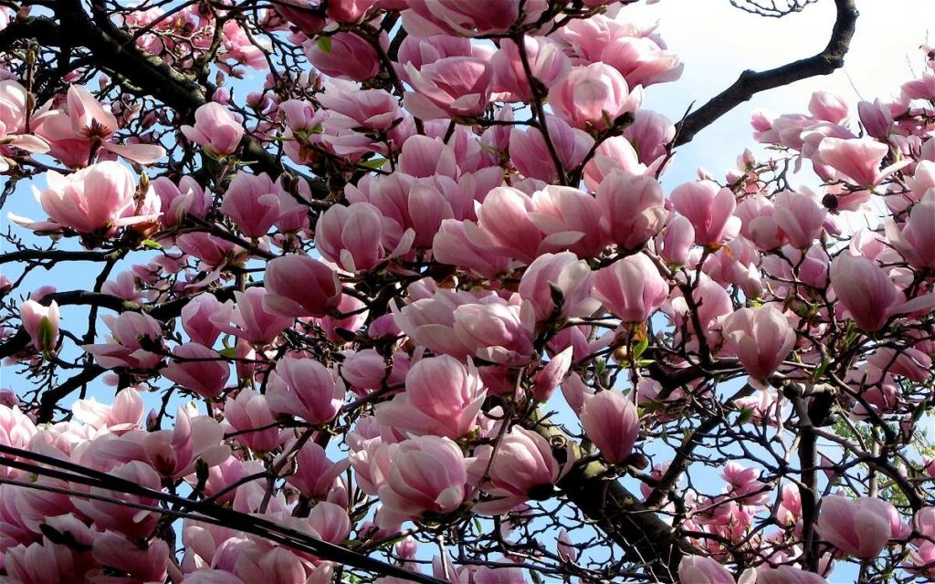 ماگنولیا Magnolia