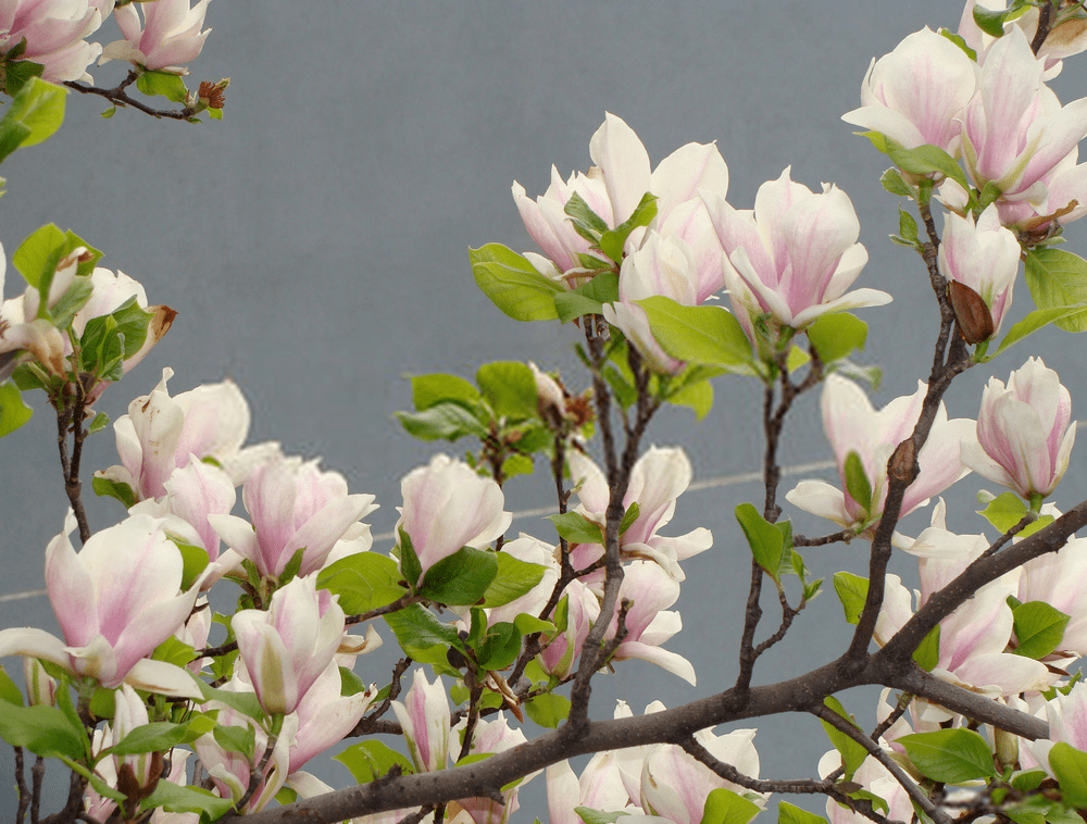 ماگنولیا Magnolia