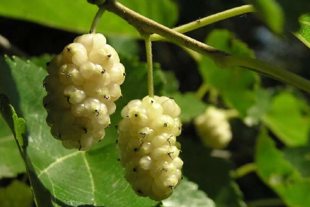 توت سفید White Mulberry