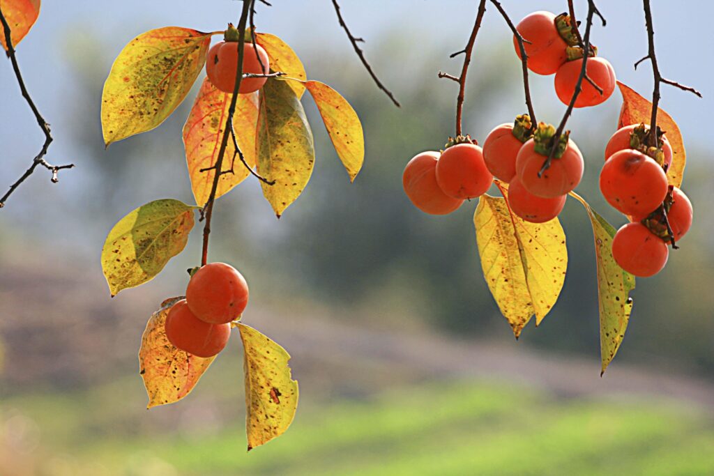 میوه درخت خرمالو Persimmon