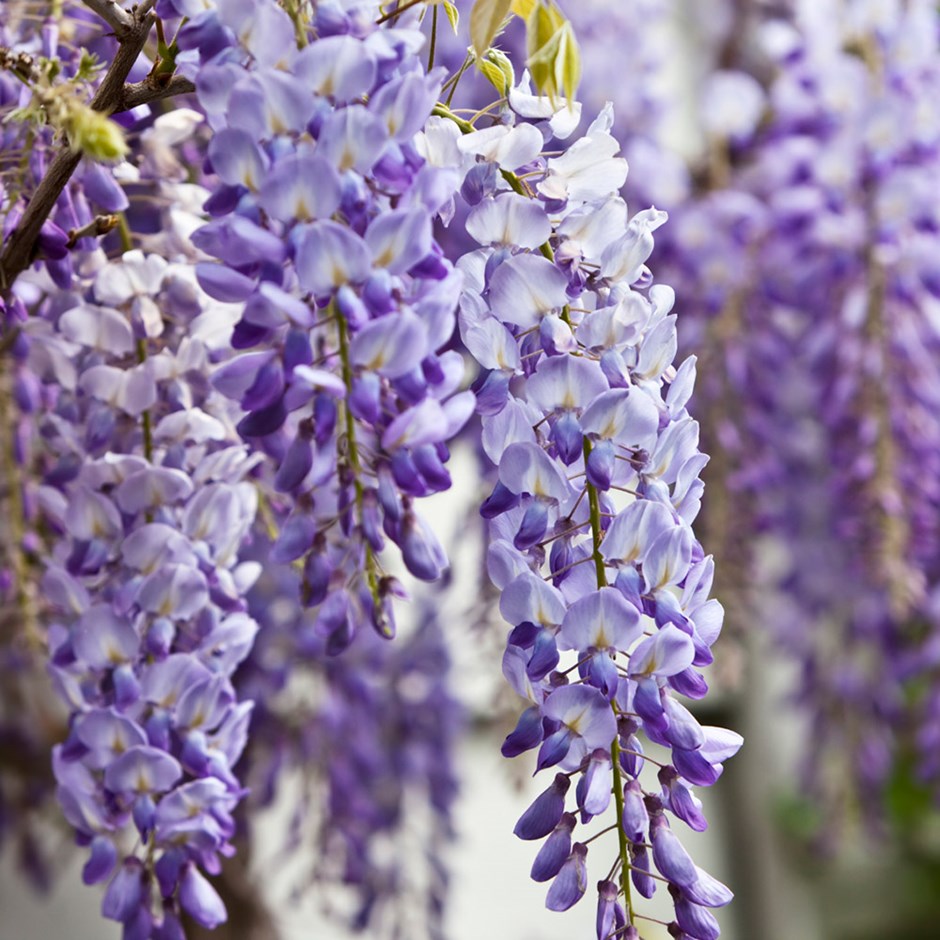 پیچ گلیسین Wisteria