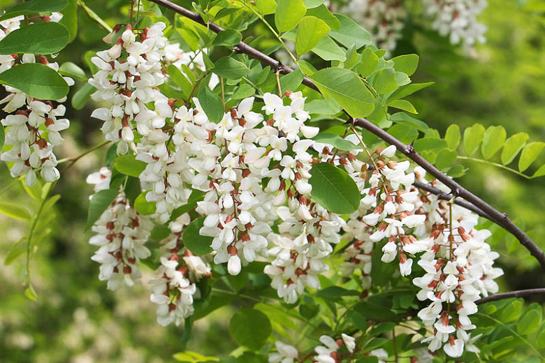 اقاقیا False Acacia