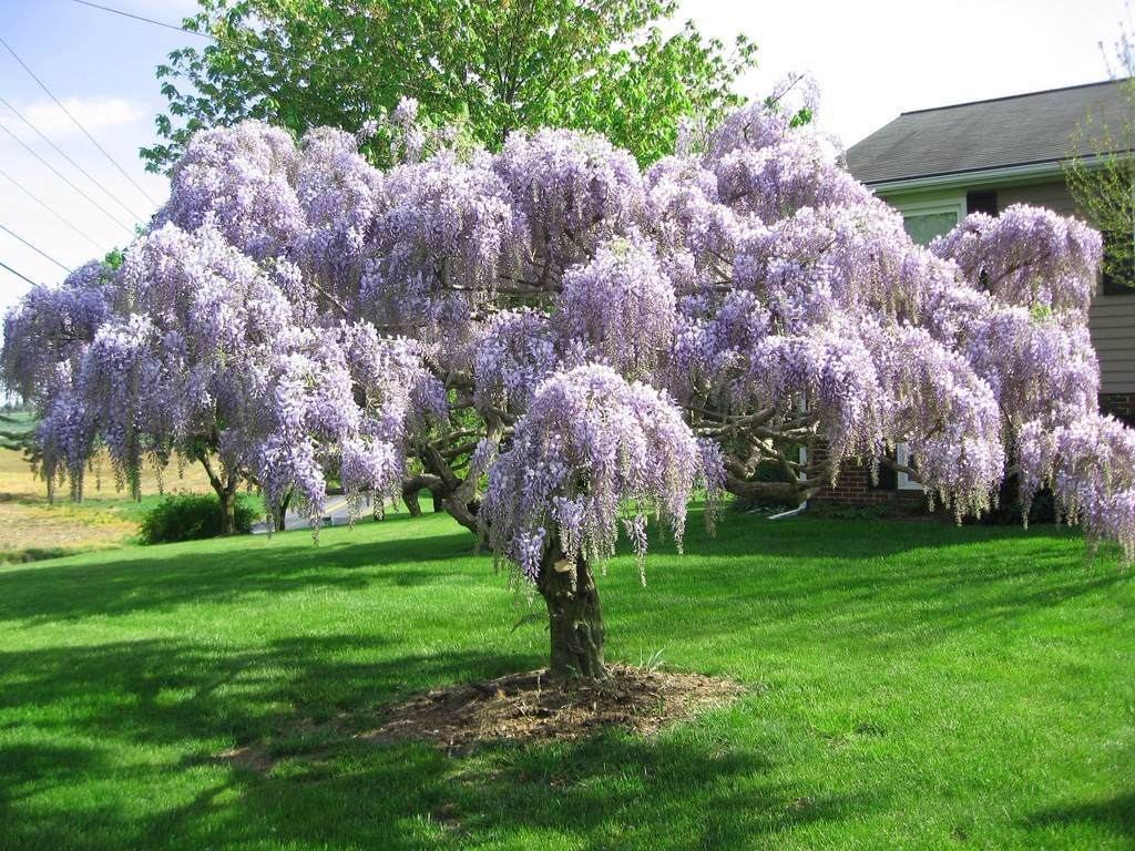 پیچ گلیسین Wisteria