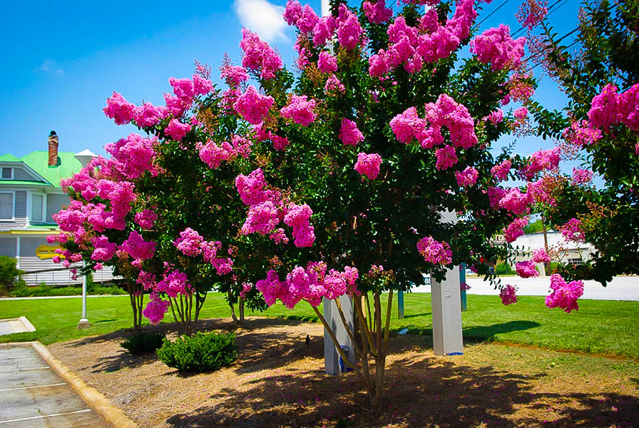 درخت توری Crape Myrtle