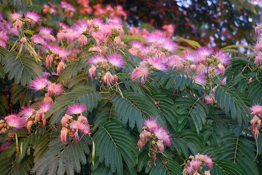 شب خسب Persian Silk Tree