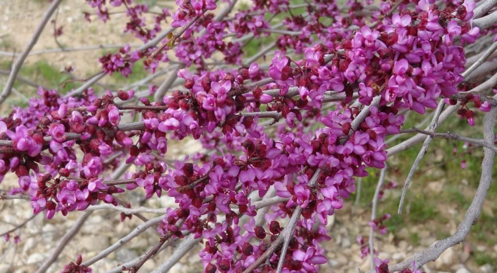 ارغوان Redbud