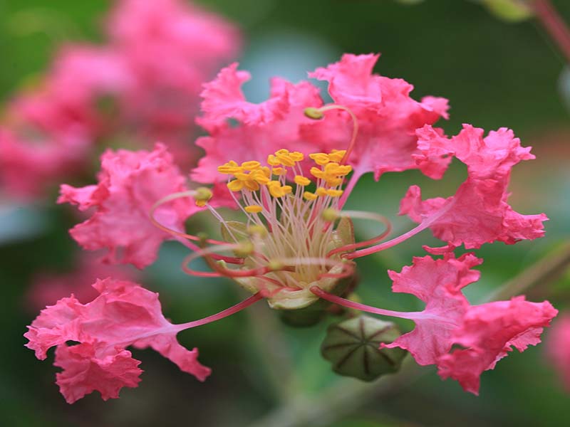 درخت توری Crape Myrtle