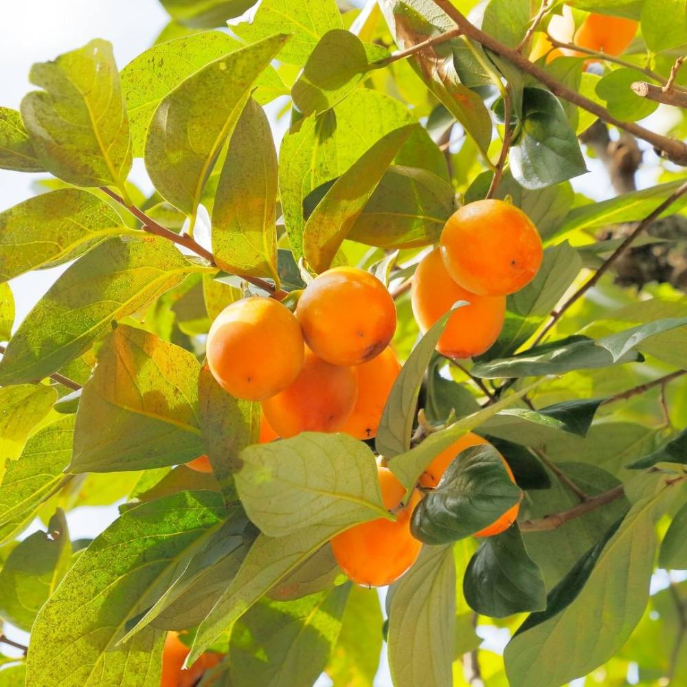 درخت خرمالو Persimmon