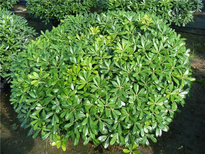 میخک هندی Pittosporum