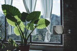 انواع گیاه آپارتمانی برگ پهن؛ با این گیاهان آپارتمان‌تان را زیبا کنید