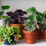 گیاهان آپارتمانی گران قیمت؛ یک هدیه لاکچری