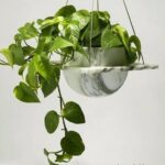 5 ایده برای گیاه آپارتمانی پتوس در دکوراسیون داخلی